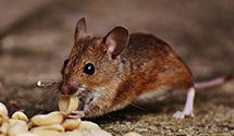 24 Hour & Emergency Exterminators in Gastonia, NC